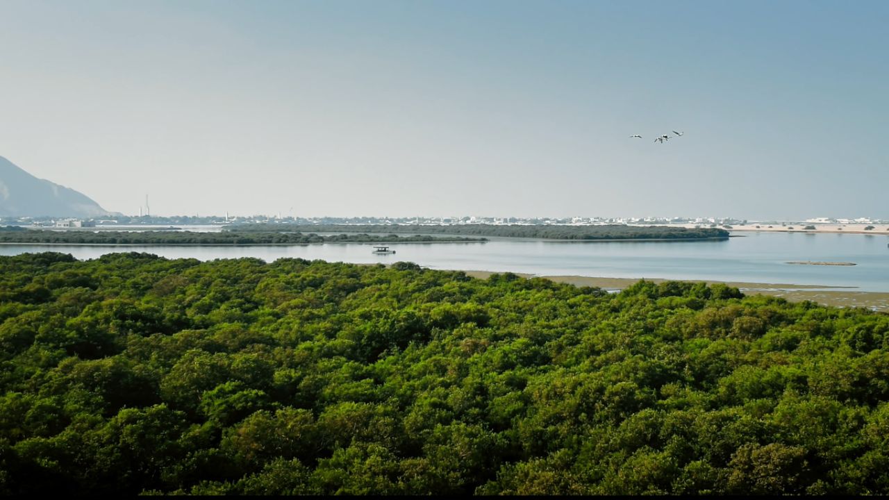 mangroves